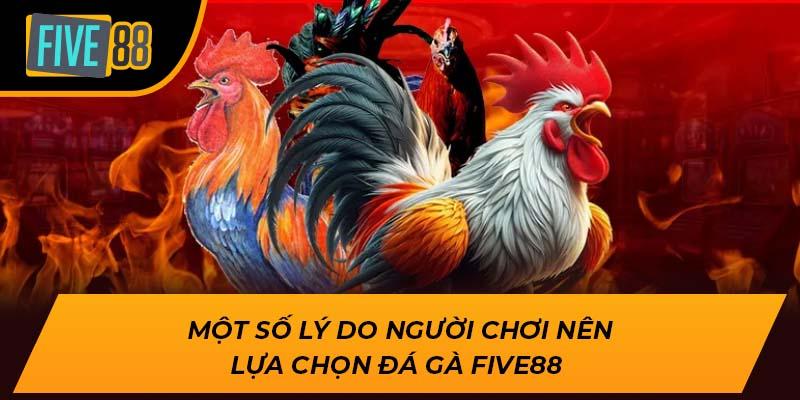 Đá Gà Five88 – Sân Chơi Cá Cược Đỉnh Cao Dành Cho Kê Thủ 2 Một số lý do người chơi nên lựa chọn đá gà Five88